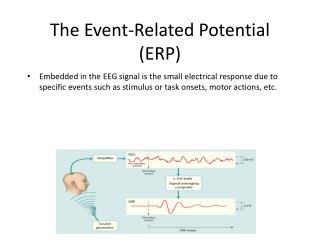 The Event-Related Potential (ERP)