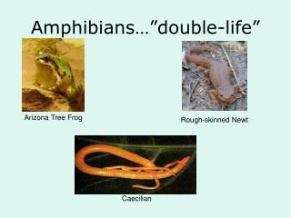 Amphibians…”double-life”