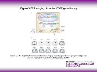 Figure 3 PET imaging of cardiac VEGF gene therapy