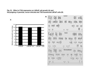 Fig. S1. Effect of TG2 expression on LNCaP cell growth (A) and