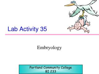 Lab Activity 35