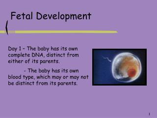 Fetal Development