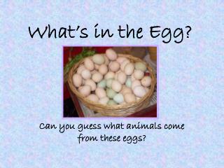 What’s in the Egg?