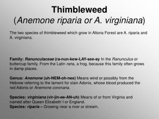 Thimbleweed ( Anemone riparia or A. virginiana )