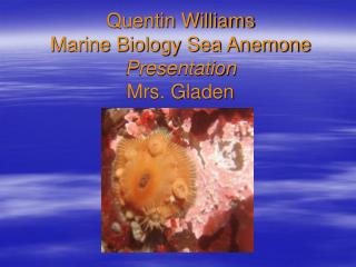 Quentin Williams Marine Biology Sea Anemone Presentation Mrs. Gladen