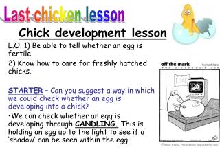 Chick development lesson