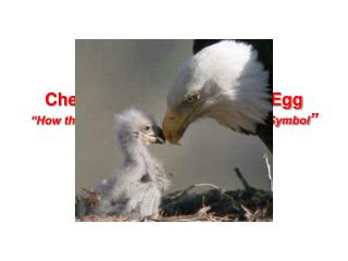 Chester the Nester Laid an Egg “How the Bald Eagle Became Our National Symbol ”