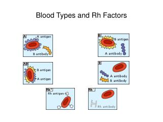Blood Types and Rh Factors