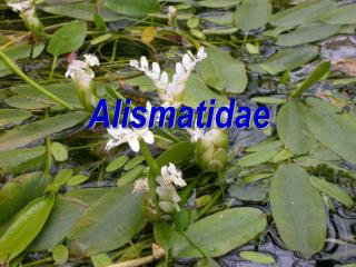 Alismatidae