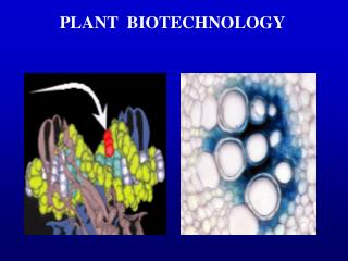 PLANT BIOTECHNOLOGY