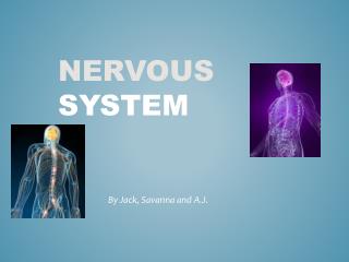 Nervous System