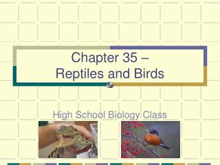 Chapter 35 – Reptiles and Birds