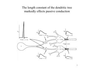 The length constant of the dendritic tree markedly effects passive conduction