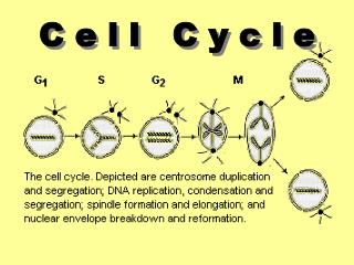 C e l l C y c l e