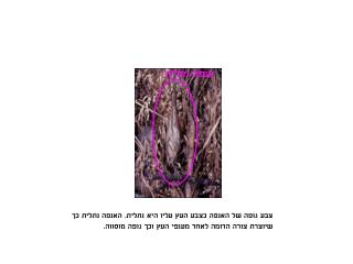 אנפה גמדית