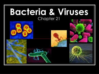Bacteria &amp; Viruses Chapter 21