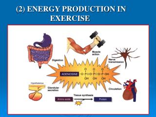 (2) ENERGY PRODUCTION IN EXERCISE KUORMITUKSESSA