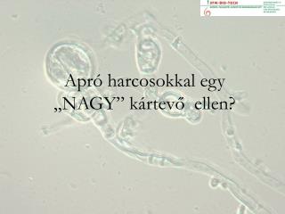 Apró harcosokkal egy „NAGY” kártevő ellen?