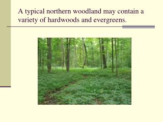 A typical northern woodland may contain a variety of hardwoods and evergreens.