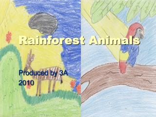 Rainforest Animals