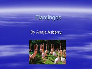 Flamingos