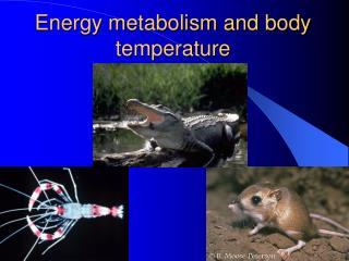 Energy metabolism and body temperature