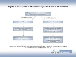 Figure 2 The dual role of BKV-specific cytotoxic T cells in BKV infection