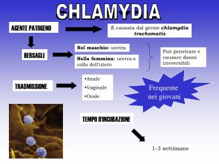 CHLAMYDIA