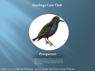Starlings Care Club