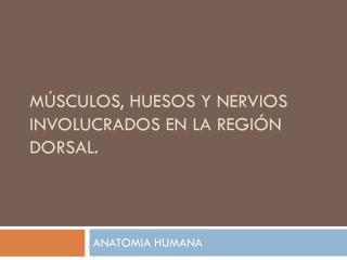 Músculos, Huesos y Nervios involucrados en la región dorsal.