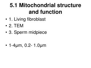 5.1 Mitochondrial structure and function