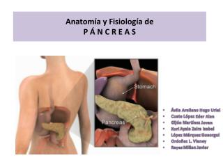 Anatomía y Fisiología de P Á N C R E A S