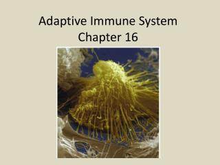 Adaptive Immune System Chapter 16