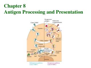 Chapter 8 Antigen Processing and Presentation