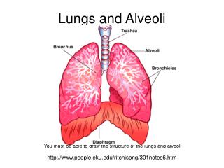 Lungs and Alveoli