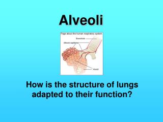 Alveoli