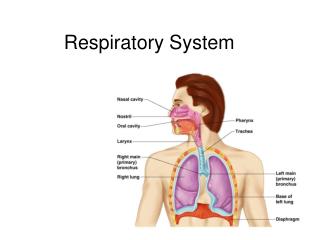 Respiratory System