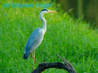 De blauwe reiger