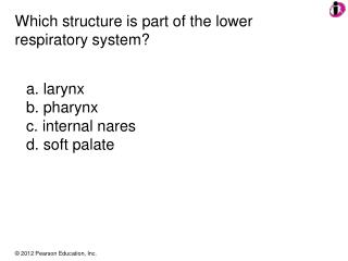 Which structure is part of the lower respiratory system?