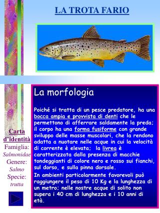 La morfologia