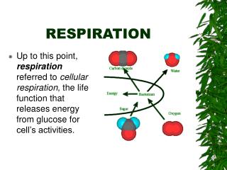 RESPIRATION