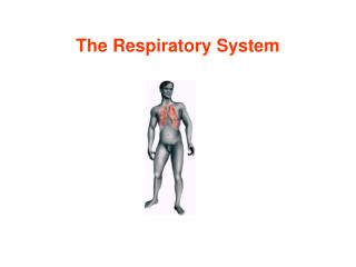 The Respiratory System