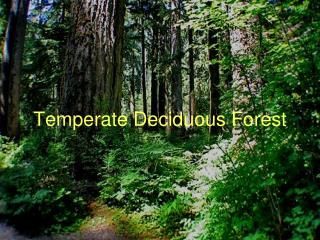 Temperate Deciduous Forest