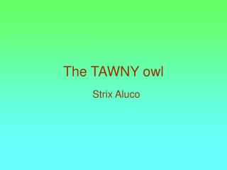 The TAWNY owl