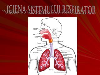 Igiena Sistemului respirator
