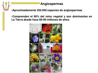 Angiospermas -Aproximadamente 250.000 especies de angiospermas .