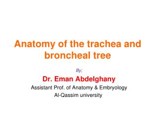 Anatomy of the trachea and broncheal tree