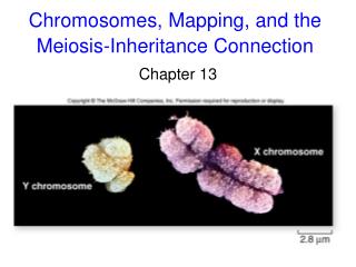 Chromosomes, Mapping, and the Meiosis-Inheritance Connection