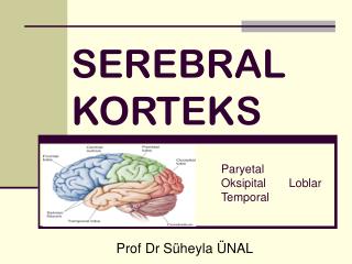 SEREBRAL KORTEKS