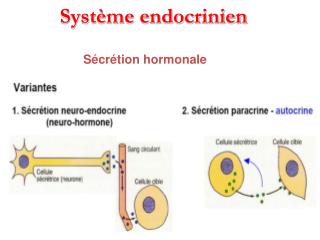 Système endocrinien